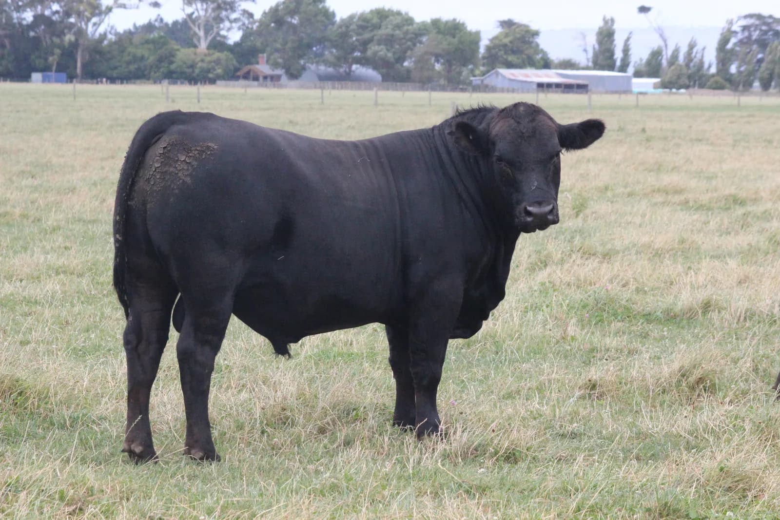 Angus bull in the paddock on the Pratt Farm