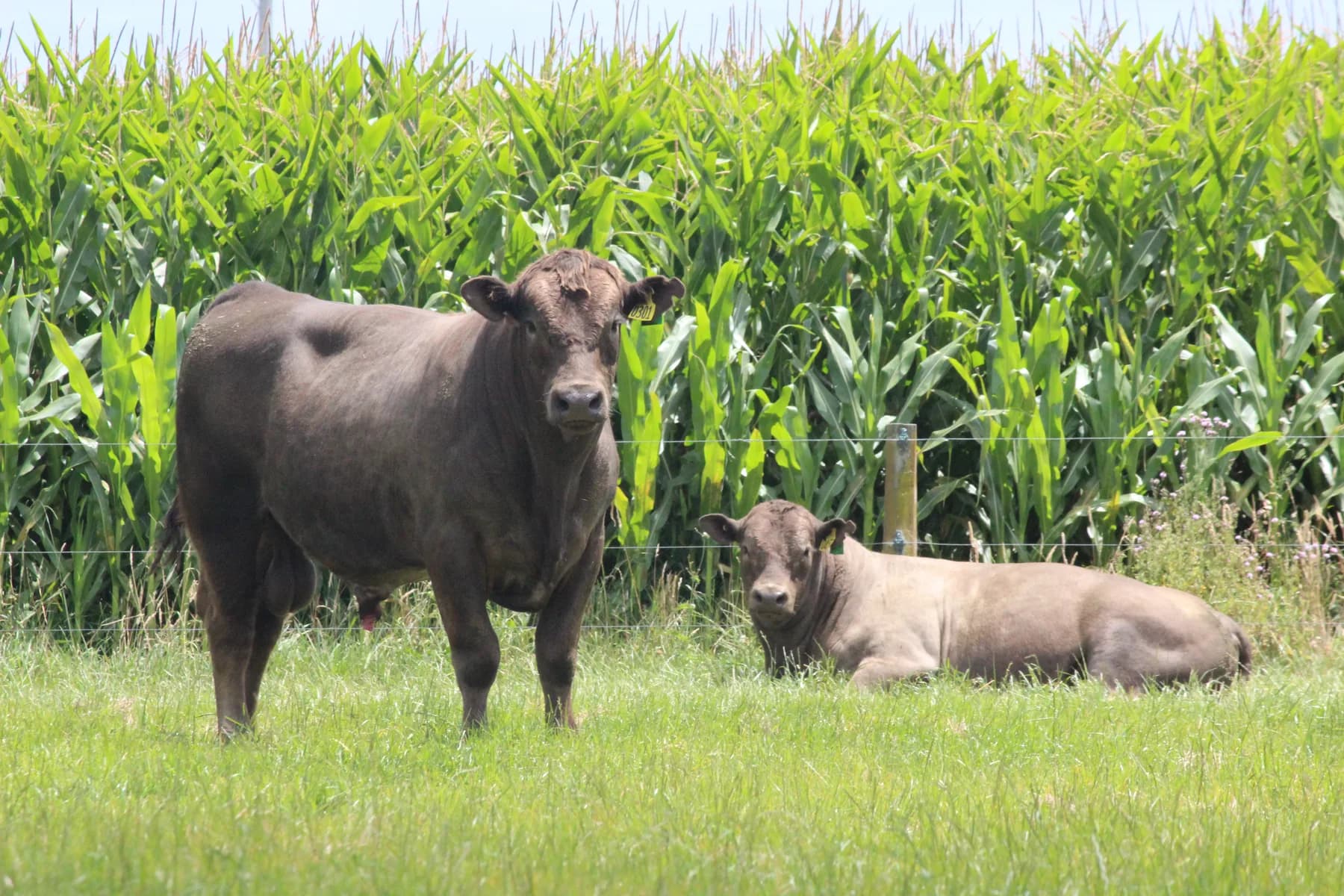 Bulls grazing beside the maize crop on the Pratt Farm