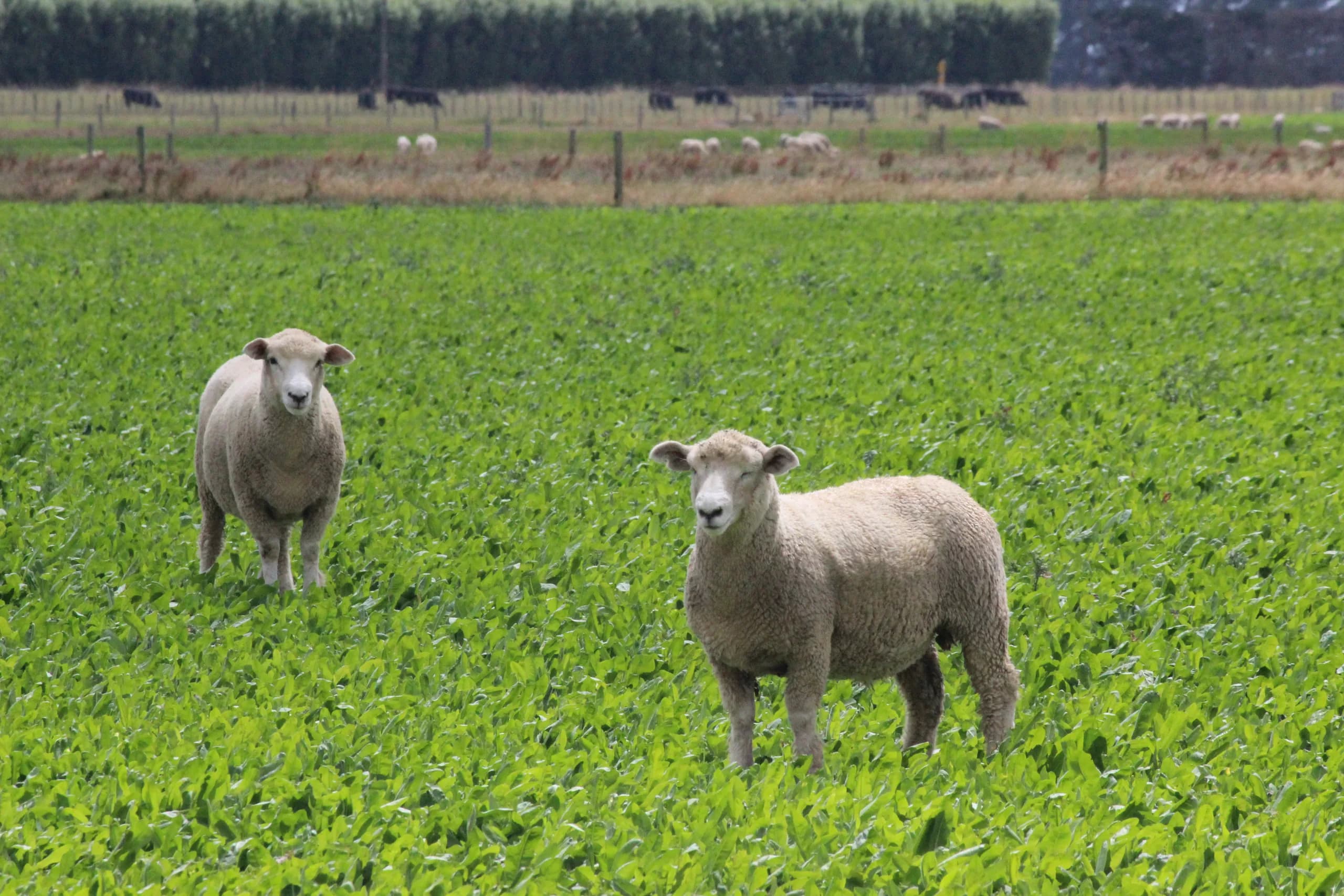 Lambs grazing in lush pasture on the Pratt Farm, Manawatu